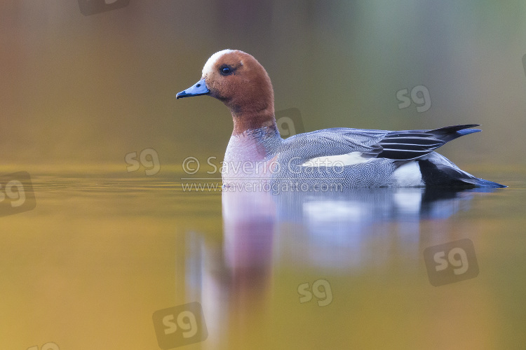 Eurasian Wigeon